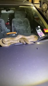 37K views · 769 reactions | Big Snake On Car Windscreen! If you are...