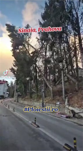 Cad copacii, vânt puternic, Sinaia, Prahova #IsuPrahova #OameniEvenimentePovesti #infotrafic #Trafic