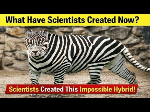 10 Most Amazing Hybrid Animals That Actually Exist