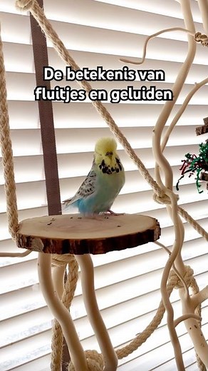 De betekenis van fluitjes en geluiden 🦜💬 - parkiet & papegaai