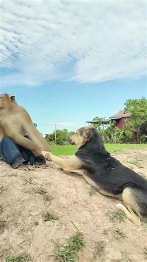 Mr. Monkey Teases Dog Nonstop — Funny Animal Clip