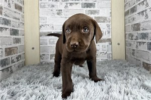 Champion - Labrador Retriever Puppy 8FDA41