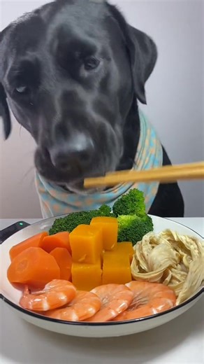 Dog eat so cute #dogeat #dog #eat #eating #mukbang #foryou #tiktok #fyp #dogitaly | Your pet