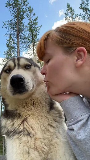 Diesel ja kissojen suhteet: Husky-elämää