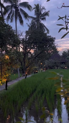 Can you imagine yourself walking these beautiful pathways amongst the rice fields at dawn and dusk… so can we.. And guess what - we can offer just one more TWIN SHARE place on our upcoming Zenko Yoga Bali Bliss Retreat from 20-26 May 2024. Join us here, in Ubud, at @anandaubudresort for 6 nights of bliss with @helen.heartmedicine and 13 other incredible human beings… your stay will include breakfast, daily yoga & meditation, a full moon ceremony at @pyramidsofchi , a blissful 60 minute massage, 