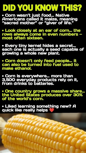 Corn Is More Powerful Than You Think 🌽