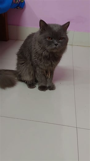 Zampa is asking to open door 😛 | #shorts #persian #cute #funny #catpet #meow #cutecat #zampathecat