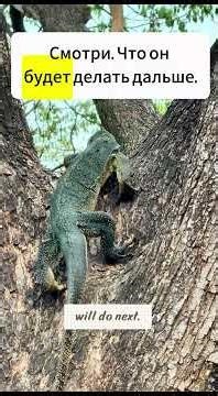 Real Life Russian | Monitor Lizard