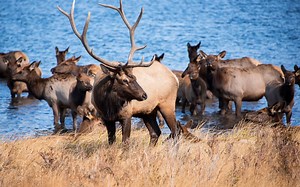 Are Elk Aggressive? (How to Avoid an Encounter)
