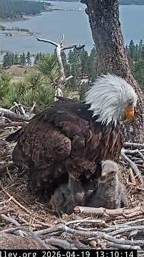 Two week old eaglets, eaglet taking big steps | 4.19.26