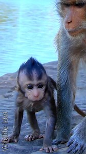 2.2K views · 273 reactions | So good boy Patrick he walking by himself with the mother | Wildlife Idol | Facebook