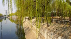 In the park, the long weeping willows by the lake are swaying in the wind.