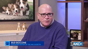57K views · 2.1K reactions | Remember when Star the Bulldog snatched the crown last year? AKC's Bud Boccone discusses her historic victory at the 2022 AKC National Championship presented by Royal Canin. | AKCtv | Facebook