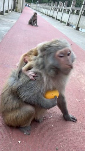 Lovely baby monkey #monkey #monkeys #funnymonkey #baby #reels #short #monkeylove #MonkeyLife #monkeybaby @followers | The Monkeys VID