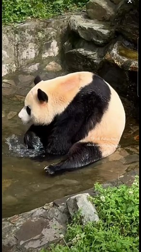 Xem thêm Fubao ở @Jerry Ăn Chay #fubao #fubaoandgrandpa #phucbao #aibao #lebao #huibao #ruibao #panda #gautruc #xuhuong #xuhuongtiktok ##푸바오 #福宝