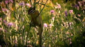 Squirrel, Chipmunk, Rodent