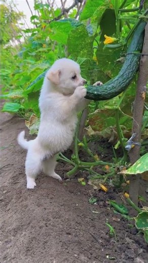 Dog eating cucumber #cutepet #dog