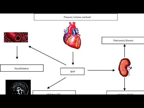 Brain Natriuretic Peptide BNP ; hormone produced by your heart at Stress, Tests and clinical uses