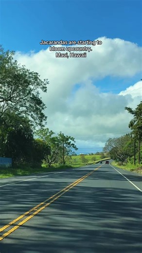 Jacarandas Bloom Upcountry on Maui