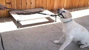 The easy head collar method that makes walks calm and controlled