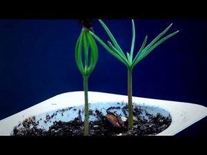 Tree seedling time lapse - Pine & Chestnut