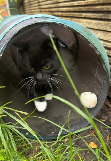 Garden Stomps Delayed: Figgy the Fair-Weather Dwarf Cat