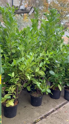 5/6ft very large laurels at £25 each Full planting and design service available Call us any time to discuss 01472 277588 Delivery arranged #oaklands #laurels #grimsby | Oaklands Garden Centre | Facebook
