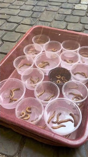 “Superworms Culturing …..🪱”|#manjeri