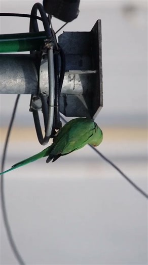 Walking sidewise #music #love #birds #nature #parrot #parakeet #animal #natgeo #bird #musicstyle