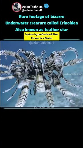 Diver Encounters Most Bizarre Sea Creature #featherstar#fyp
