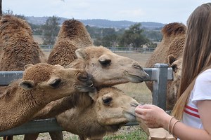 Animal Farms and Wildlife Parks around Ipswich | Must Do Brisbane
