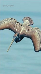 This Bird Doesn’t Hunt… It Strikes Like a Missile | #birds #birdlife | Vox Explain