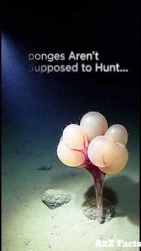 Death-Ball Sponge: Carnivorous Trap in the Abyss #weirdscience #deathballsponges #sciencefacts #fz