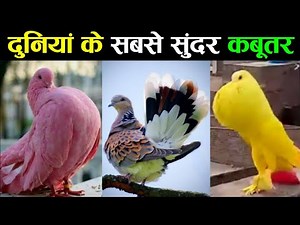 10 Most Beautiful Pigeons In The World | Mattress Kabootar