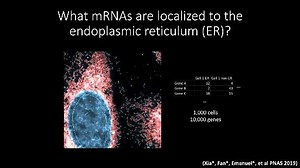 改变药物发现的利器:华人科学家庄小威发明Merfish