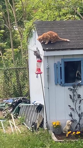 Cat Hunting Squirrel: A Playful Chase in the Backyard