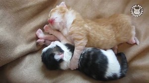 2.2M views · 47K shares | Cute kittens to start your day: | The Pet Collective | Facebook