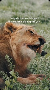 Lions are not just meat eaters… they are bone crushers too! 🦴 With powerful jaws and strong teeth, they can break bones to extract the nutrient-rich marrow inside. This gives them essential minerals like calcium and phosphorus, helping them stay strong. In the wild, nothing goes to waste… #LionKing #WildlifeSecrets #SafariLife | Juan Álvarez
