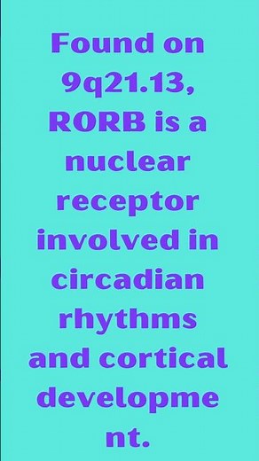RORB RAR Related Orphan Receptor B