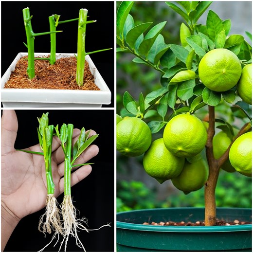 How to Grow LEMON Tree from Cuttings to Clone Fruit Trees | Rana Craft