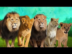 Lion Finger family Rhyme | Daddy finger family nursery rhymes | Lion Finger family songs