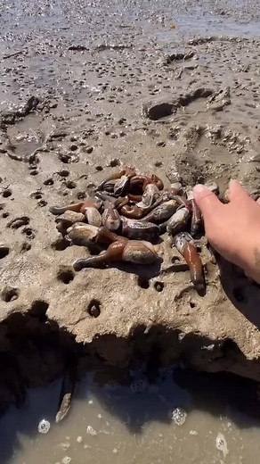 Counting Razor Fish at the Seaside