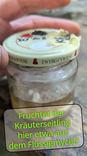 Fruchtet der Kräuterseitling hier dirket aus Flüssigmycel?! #pilzzucht #diy