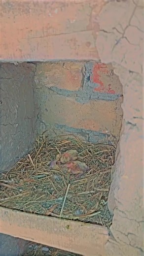 Pigeon Nesting: Capturing Life's Stages