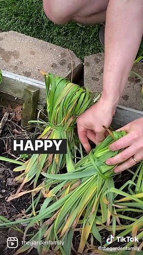 How to Tidy Up Daffodils Without Cutting Them for Better Growth