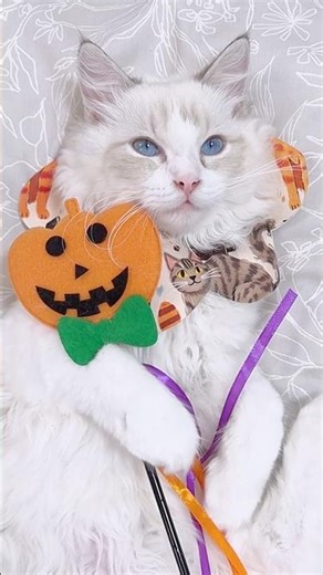 POV: A Cat’s Ultimate Relaxation Spa 🐾💆 | Gentle ASMR Vibes