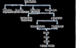Horticultural and Botanical Classifications of Fruits - Horticulture Guruji
