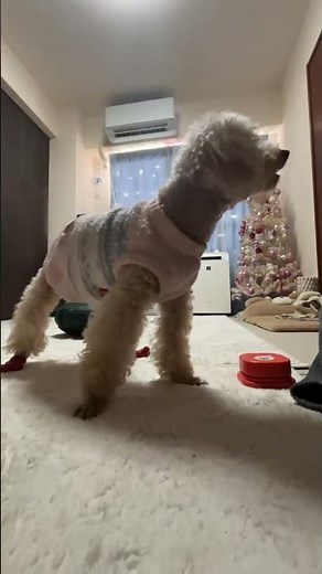 17歳間近会話ボタン教えた結果 ハイシニアになると動きたくないズルしちゃう😂 #トイプードル #可愛い犬 #shorts #シニア犬 #ハイシニア犬 #おもしろ