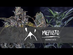 Best cultivars from Mephisto Genetics