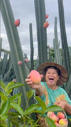 Amazing Peruvian Cactus: A plant that produces delicious fruit! #funfacts